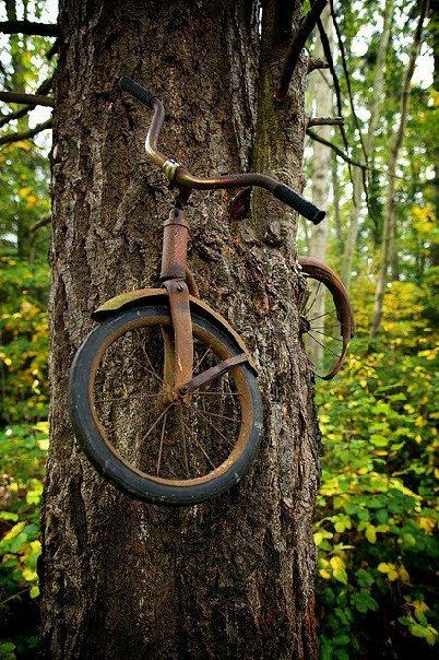 bicycletree