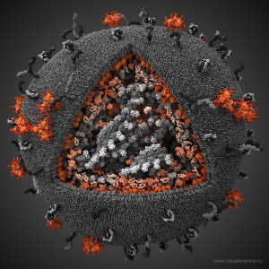 human-immunodeficiency-virus-HIV-3