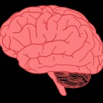 picture of brain clipart picture of brain clipart free to use amp public domain brain clip art 742 X 633