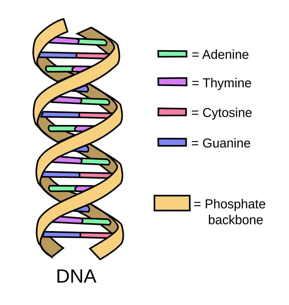 2000px-DNA_simple2.svg