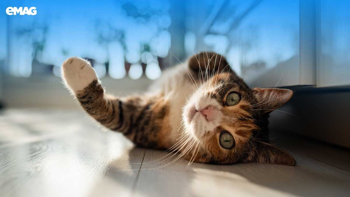 Котките в България заживяват в умни домове